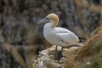 Bempton Cliffs July 2025 - 17