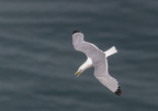 Bempton Cliffs July 2025 - 18