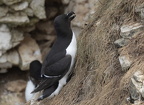 Bempton Cliffs July 2025 - 19