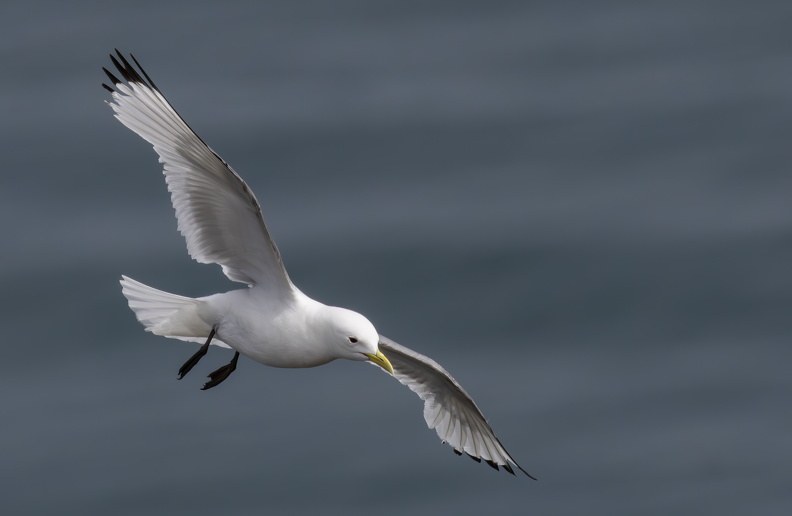 Bempton Cliffs July 2025 - 20.jpg