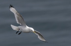 Bempton Cliffs July 2025 - 20
