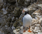Bempton Cliffs July 2025 - 21
