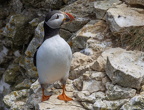Bempton Cliffs July 2025 - 22