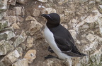 Bempton Cliffs July 2025 - 23
