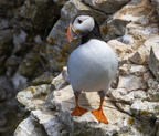 Bempton Cliffs July 2025 - 24