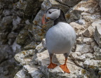 Bempton Cliffs July 2025 - 25