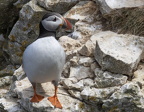 Bempton Cliffs July 2025 - 26