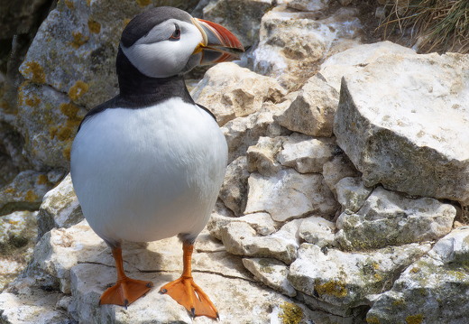 Bempton Cliffs July 2025 - 28