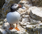 Bempton Cliffs July 2025 - 28