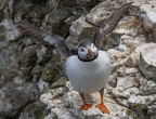 Bempton Cliffs July 2025 - 29