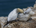 Bempton Cliffs July 2025 - 30