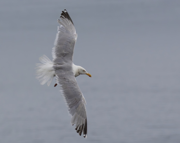 Bempton Cliffs July 2025 - 33.jpg